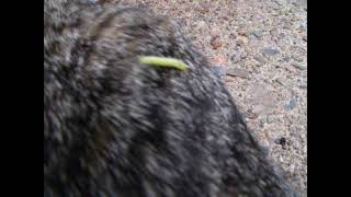 Tabbs And His Inch Worm Buddy