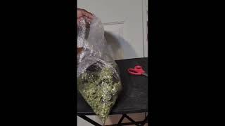 💥 “Lowest Legal THCA Flower Ever Documented | Real & Verifiable”