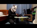 ドドガマルがマリオカートをしたいのだって