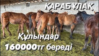 Жабағылар 200000тг +77057896007 Қарабұлақ 31.01.24