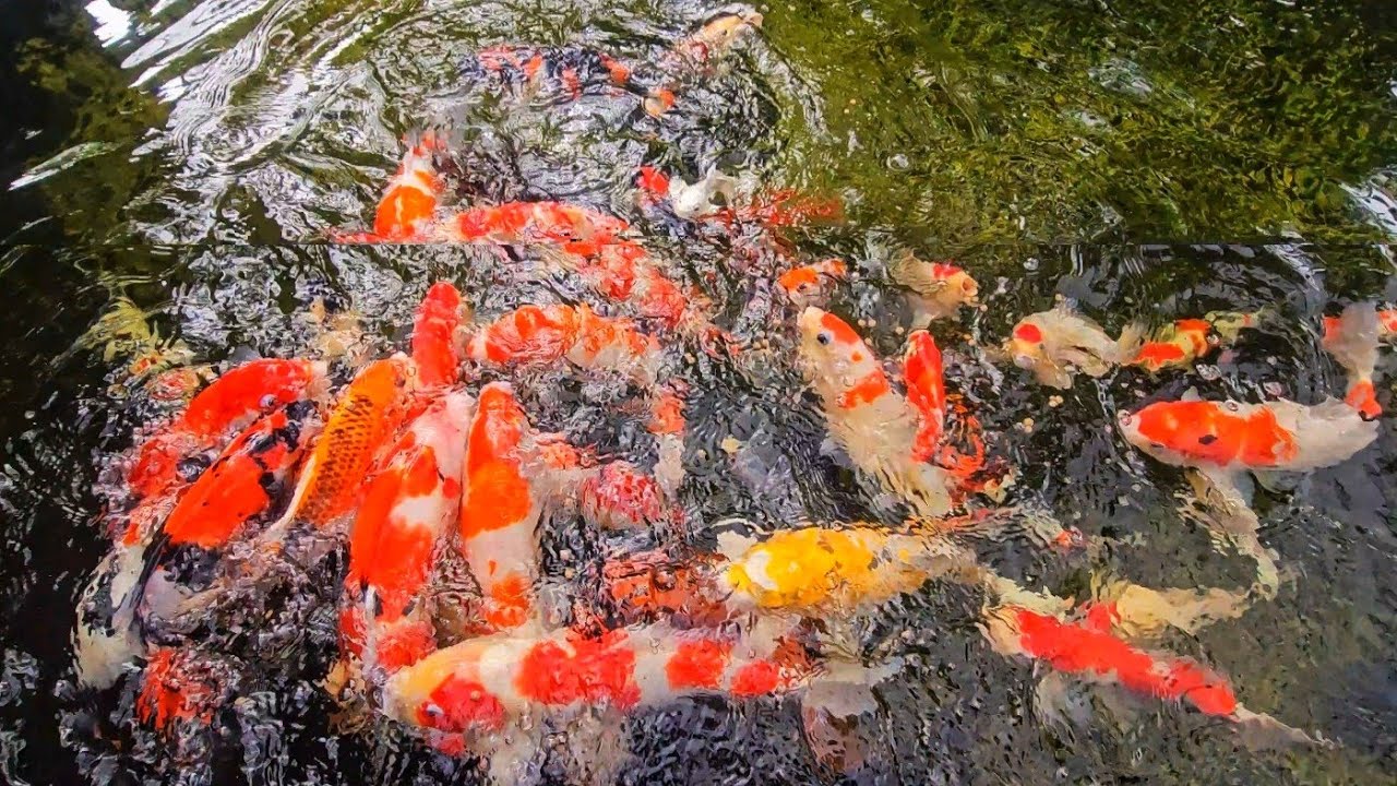 Satisfying Koi Fish Eating | Natural Water Ambience