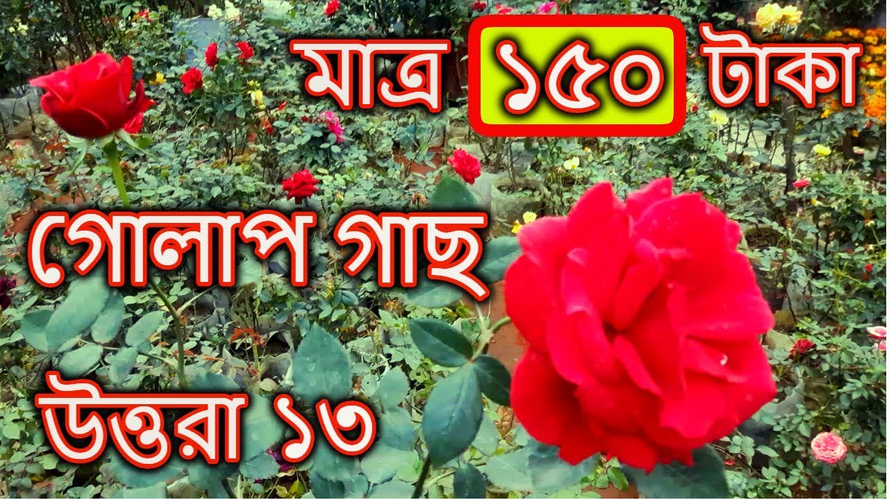 মাত্র ১৫০ টাকায় গোলাপ গাছ | Plants Price In Hossain Nursery | Gardening Bangladesh