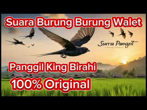 SP KING BIRAHI TWB by ANDI SUFAR #INDOWALET