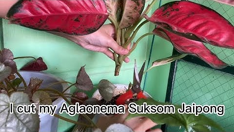 Cutting Aglaonema Suksom Jaipong for Propagation #aglaonema