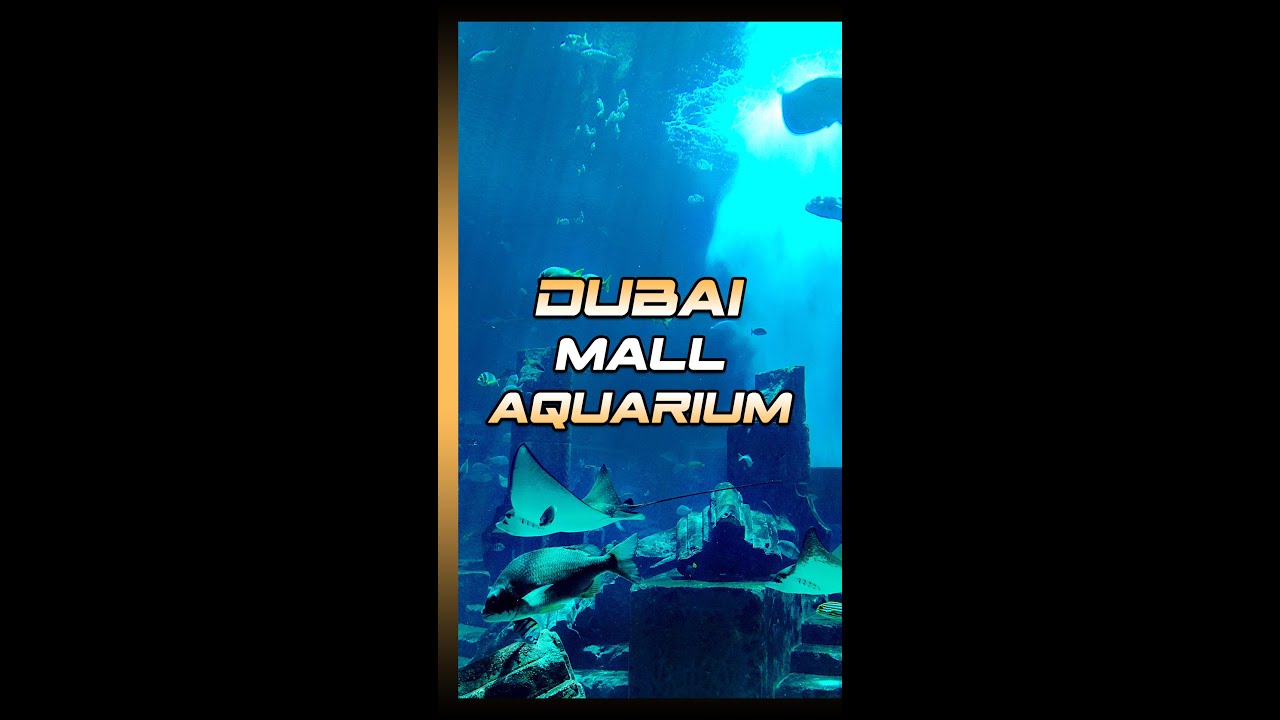 Dubai mall aquarium YouTube
