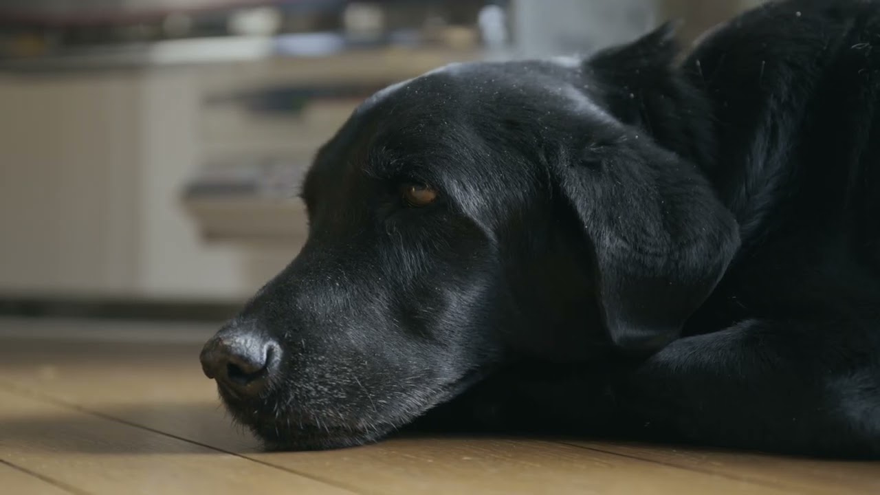 【標茶町】動物にやさしい町、標茶町で犬と暮らすお試し暮らし【北海道】