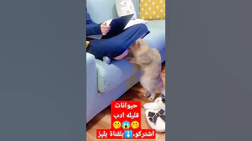 حيوانات قليله ادب حالات ضحك اعجاب اشتراك اشتراك في القناة 
