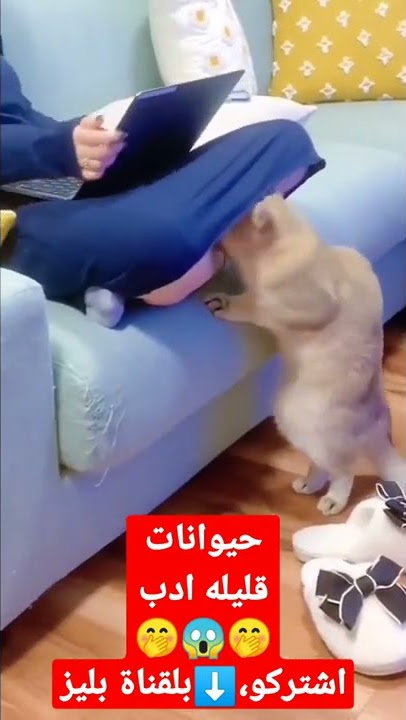 حيوانات قليله ادب😲🤭#حالات#ضحك#اعجاب#اشتراك#اشتراك_في_القناة#