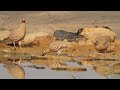 Sand Partridge Hunting See See Sand Partridges Chukar In The Wild Beautiful Outdoor View Sand Partridge Hunting See See Sand Partridges Chukar In The Wild Beautiful Outdoor View