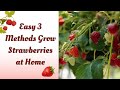 How to Grow Juicy Strawberries at Home - 3 Easy Methods and 10 Benefits