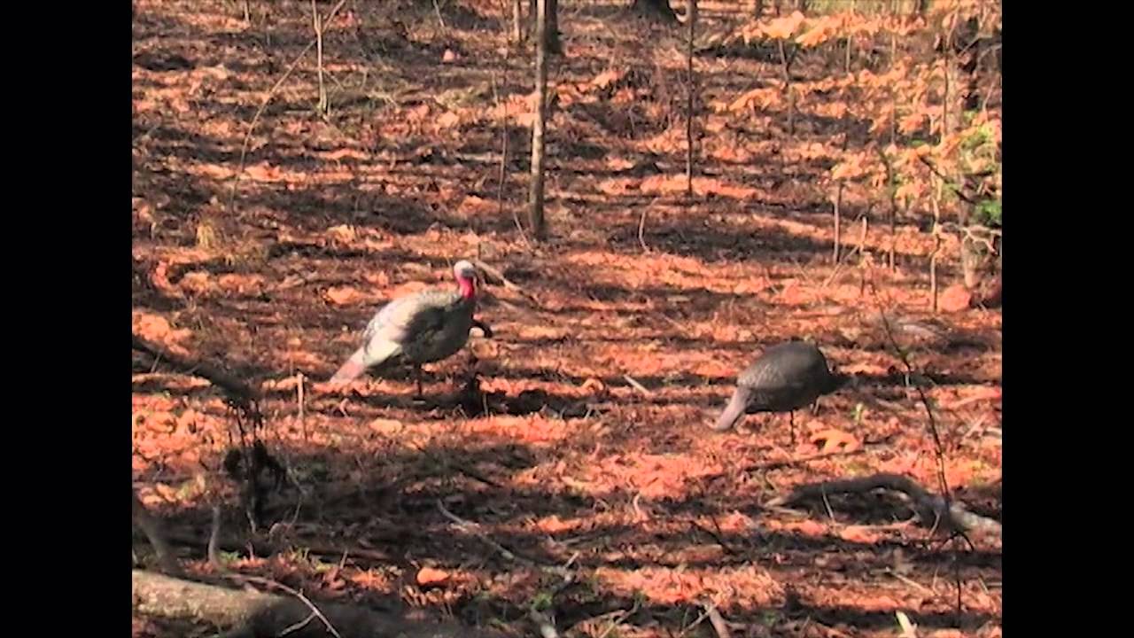 Turkey Decoy Tactics YouTube
