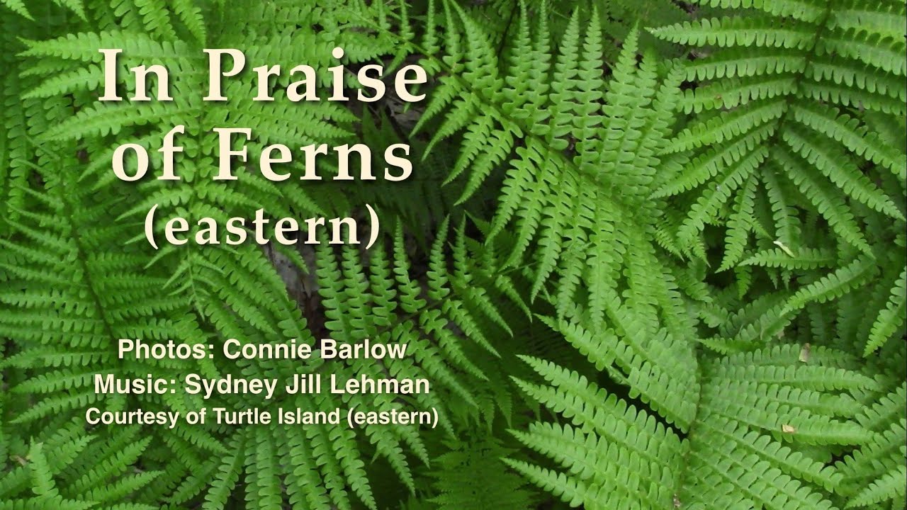 "In Praise of Ferns" (eastern North America) - photos by Connie Barlow, music by Sydney Jill Lehman