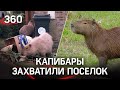 Капибары-бандиты беспредельно захватили vip-поселок в Аргентине