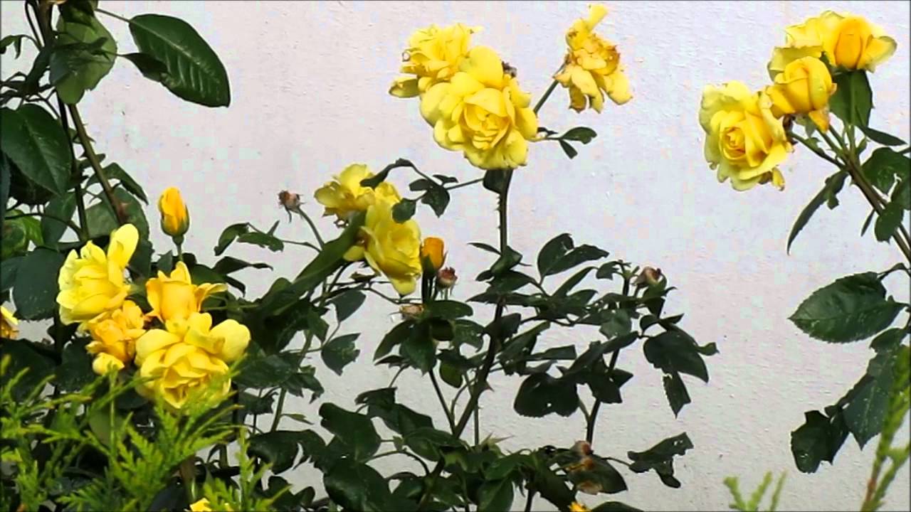 Yellow roses in the wind/Gelbe Rosen im Wind YouTube