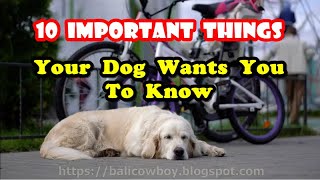 10 Important Things Your Dog Wants You To Know