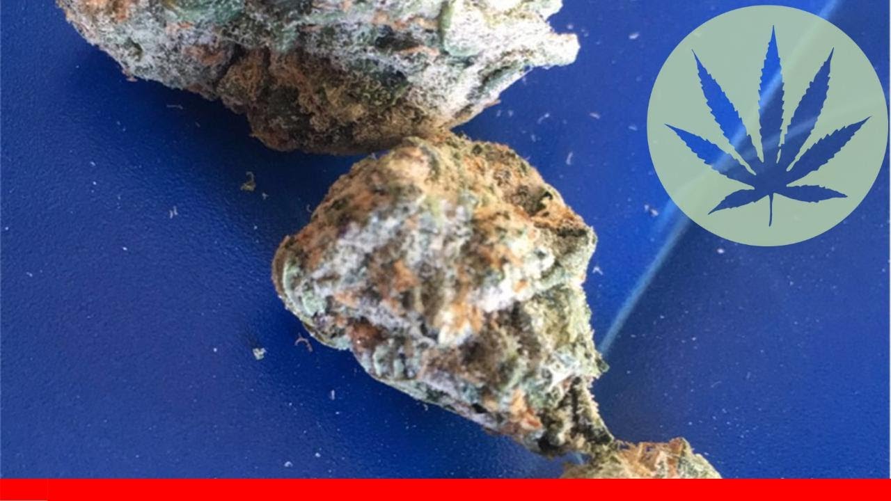 Blackberry X Blueberry - All About This Strain