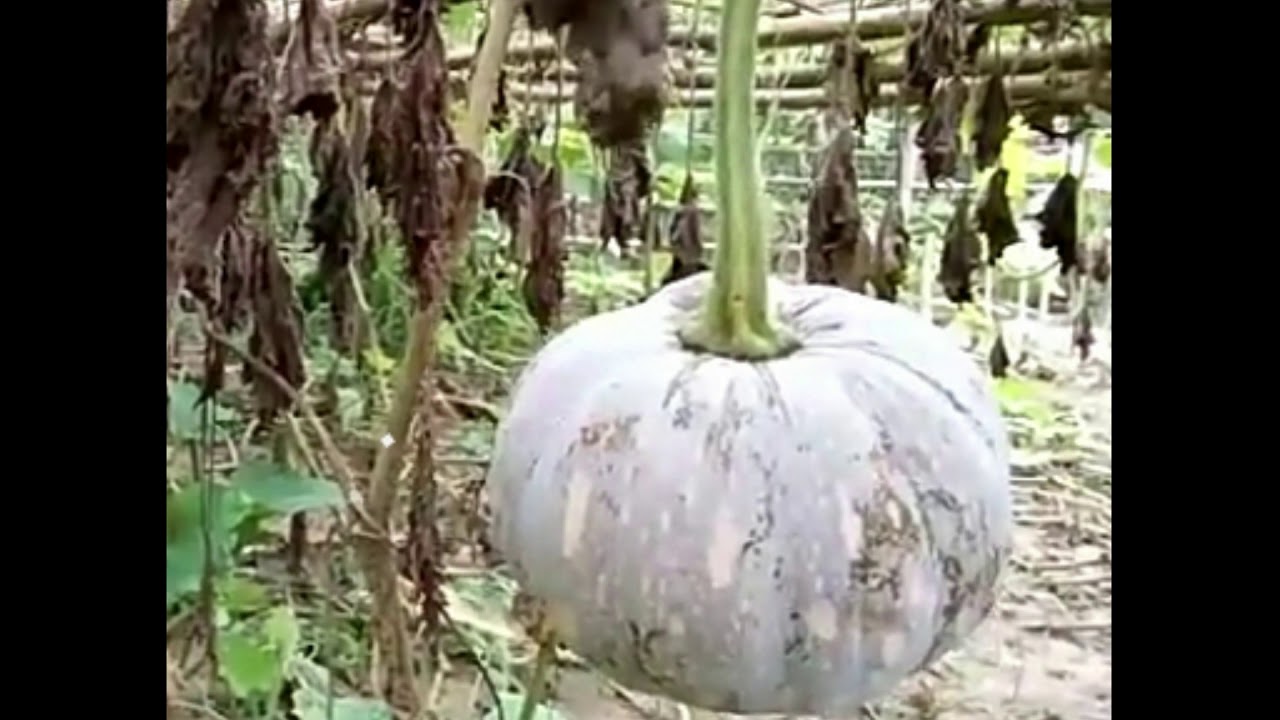9 Khasiat Labu Kuning