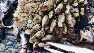 Barnacles cleanup - satisfying (Episode 511)