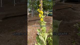 What Happens When a Smoker Finds This Plant?
