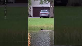 Black bear seen swimming, running through Florida community