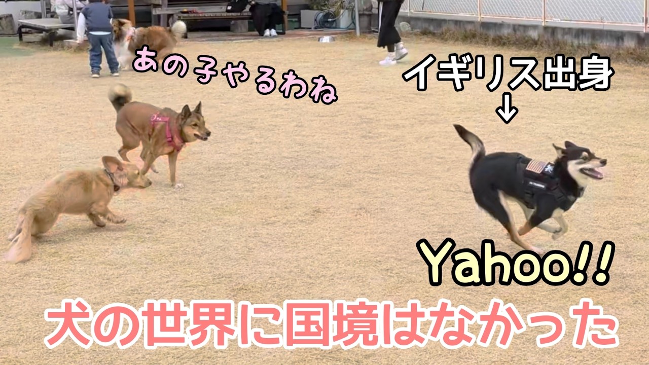 海外からやってきた柴犬と爆走しました