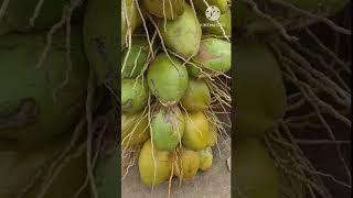 Tender Coconut #shorts #shortsvideo #tendercoconut