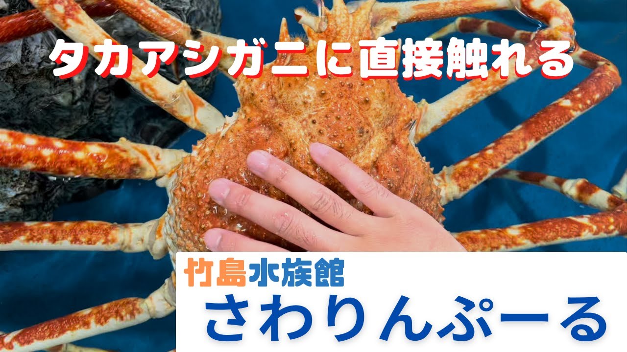 タカアシガニ、オオグソクムシに触れちゃう！竹島水族館 ウミガメに餌