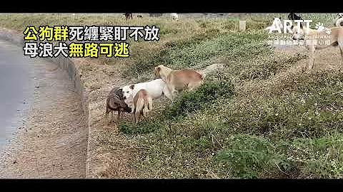 2019-12-01 高雄永安母浪犬發情遭20公犬包圍緊盯 動物救援小組營救節育 - 天天要聞