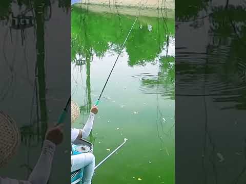 Nhịp phao diếc cụ: “hơi bềnh”