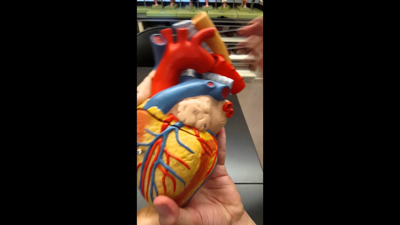 Ductus Arteriosus, Fossa Ovalis, and Foramen Ovale - Heart Model