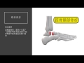 柔道整復理論　足根骨骨折(距骨・踵骨）