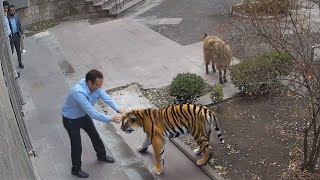 When Animals Go On A Rampage And Got Caught On Camera !