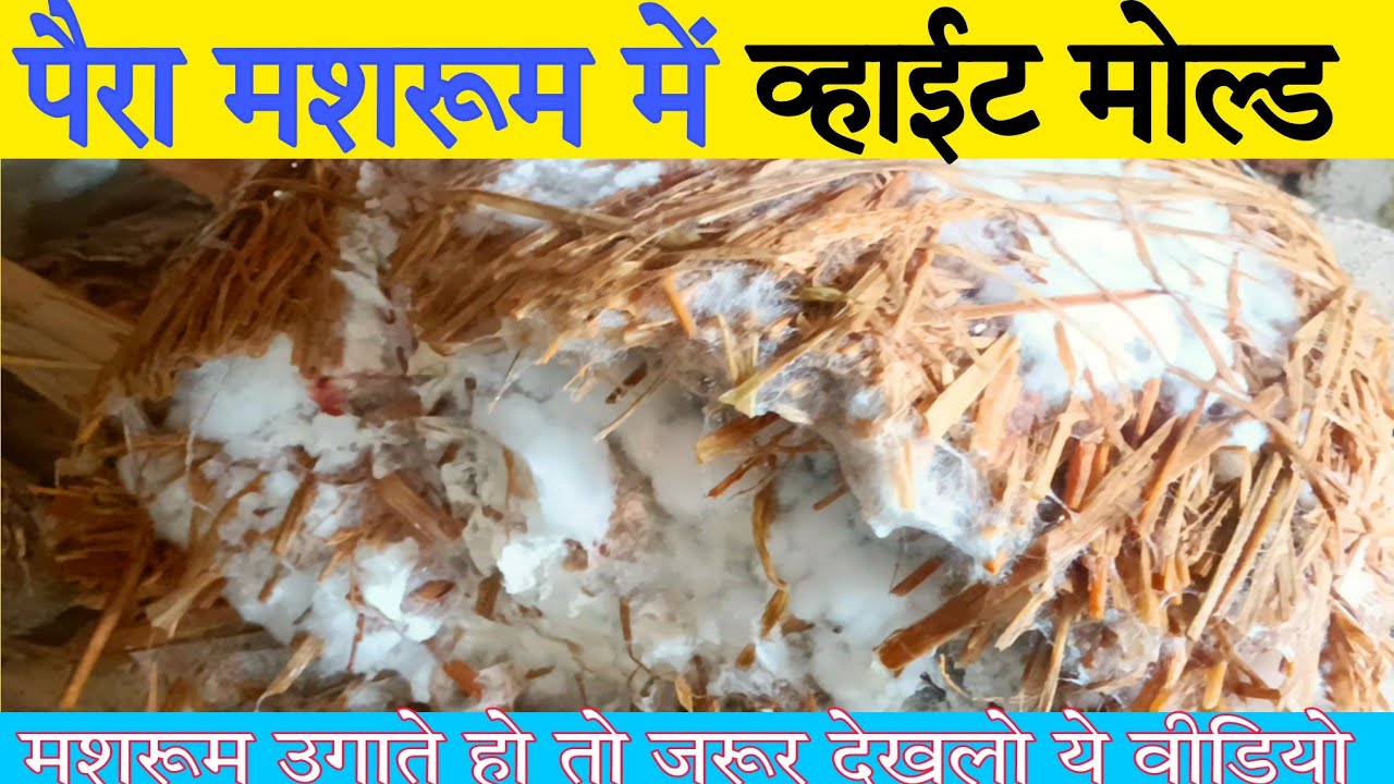 Pera mushroom Mein white plaster mold | paddy straw mushroom disease and treatment