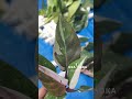 Philodendron anderson | OKANOKA.COM | Selling Tropical Plants & Houseplants #philodendron #plants
