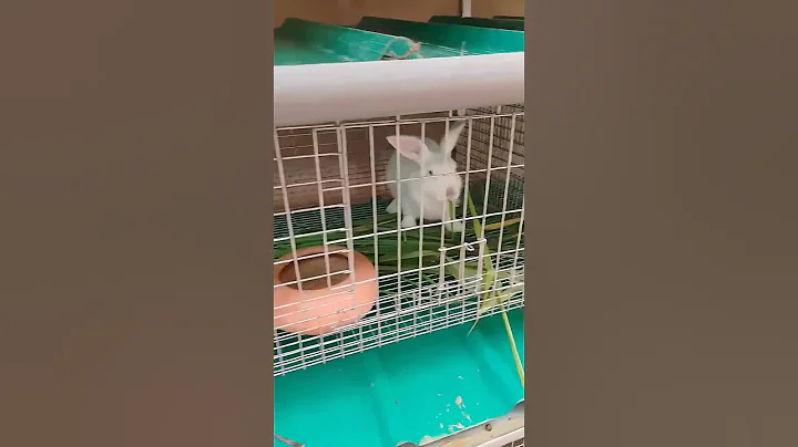 Best rabbit cage design for collection of urine and poop for organic farming.