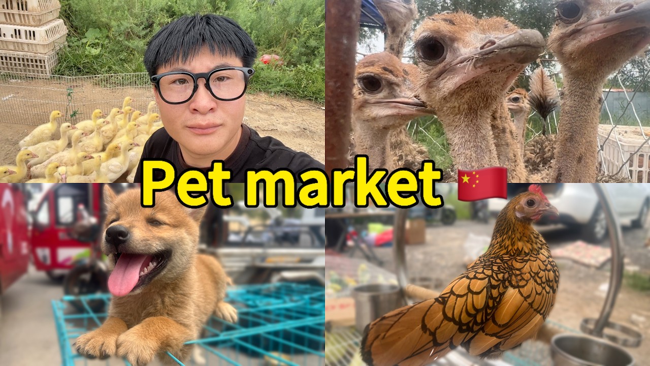 Inside a Chinese Rural Pet Market | Dogs, Cats, Parrots & More