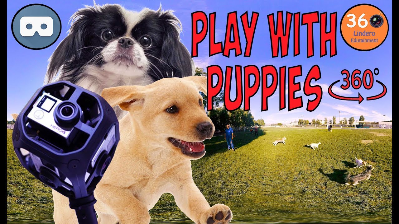 Puppies in 360º Irvine Dog Park. YouTube