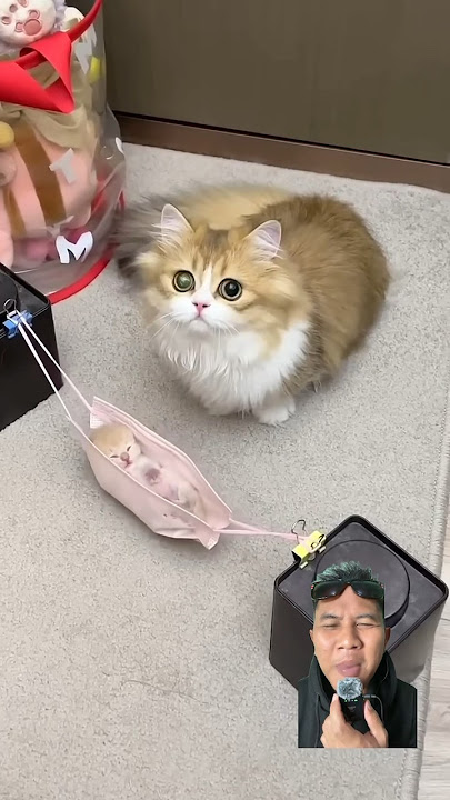 Anak kucing di ayun pake masker