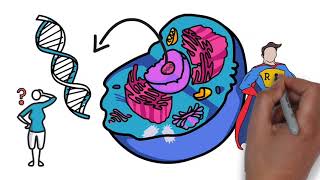 DNA Transcription