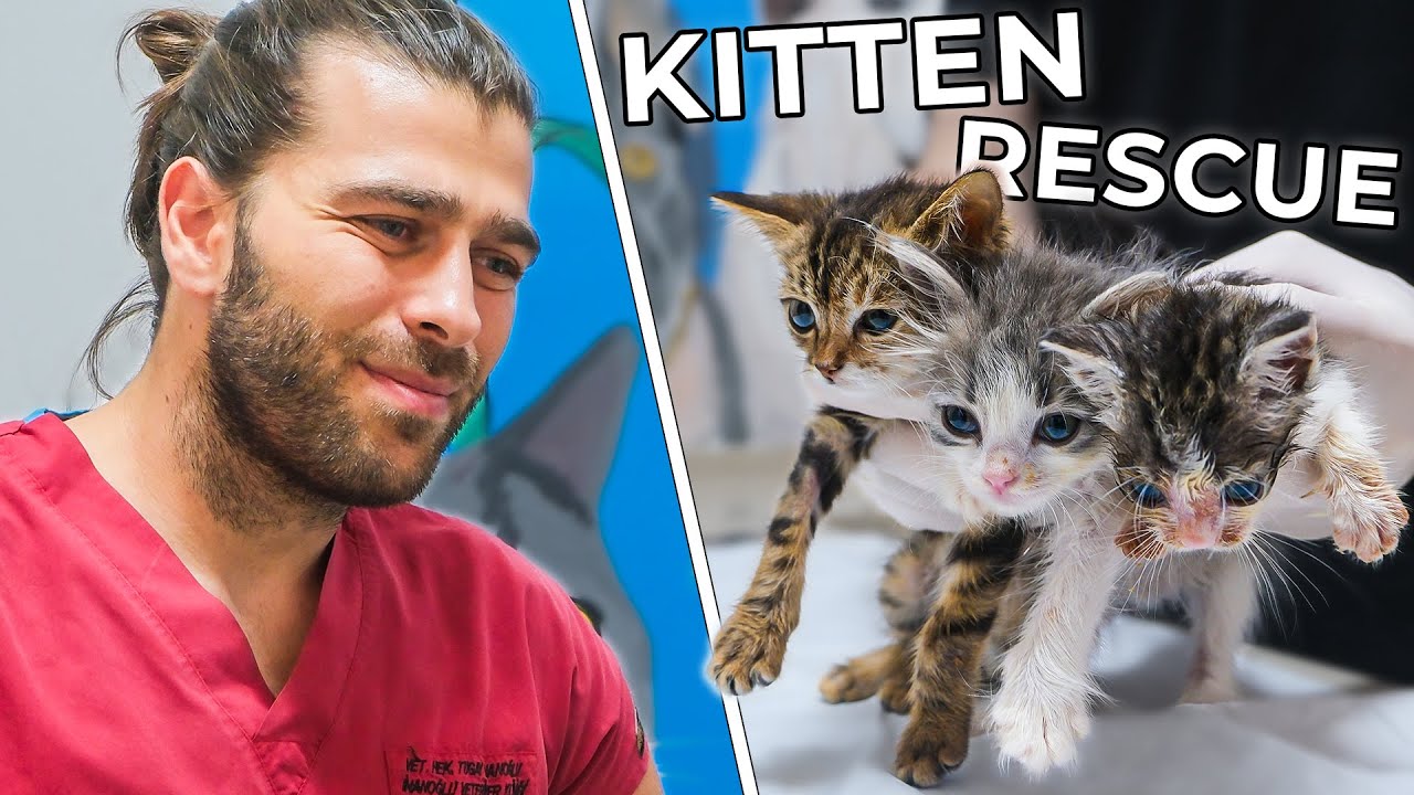 Вылечили 3 бездомных котят! (Милые, озорные и голодные!)