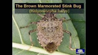 A New Pest Threatens US Agriculture UPDATED
