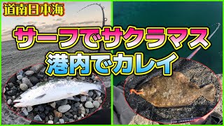 【北海道サーフ2024/サクラマス釣行&漁港ロック】道南日本海(上ノ国方面&江差港)：サーフでサクラゲームと港内でサイトフィッシング！