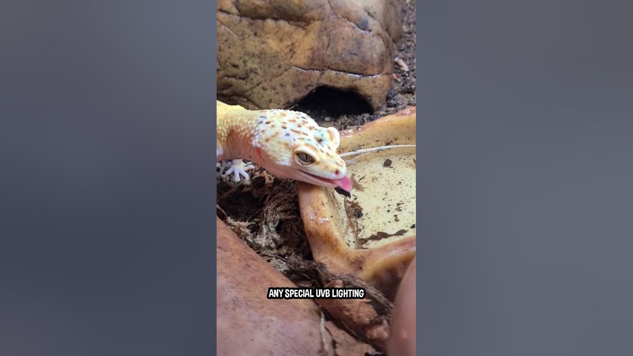 Leopard Geckos Are The Best Beginner Reptile! π¦π #shorts - YouTube