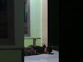 Prank Kuntilanak Super Jahil || Terbaru dan Lucu || Funny Ghost Prank