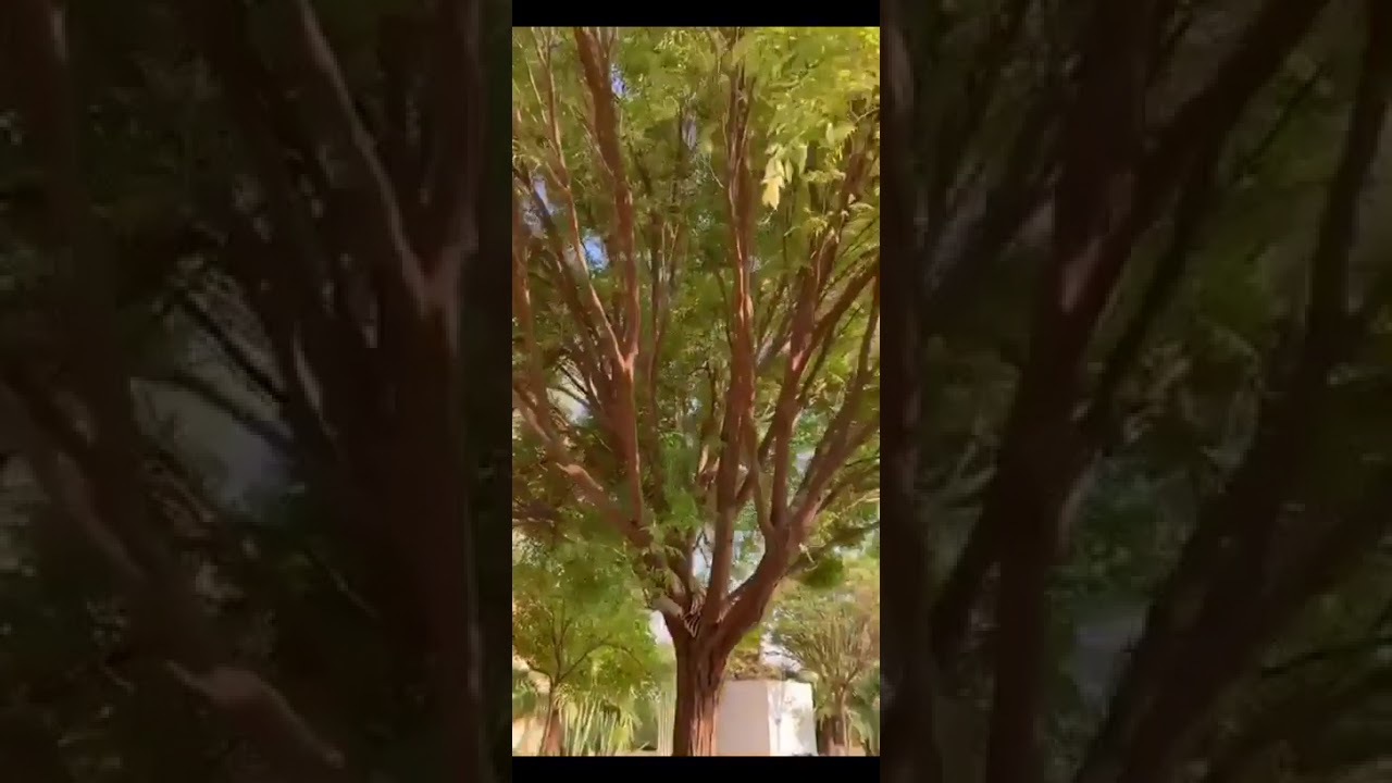 شجرة الزنزلخت