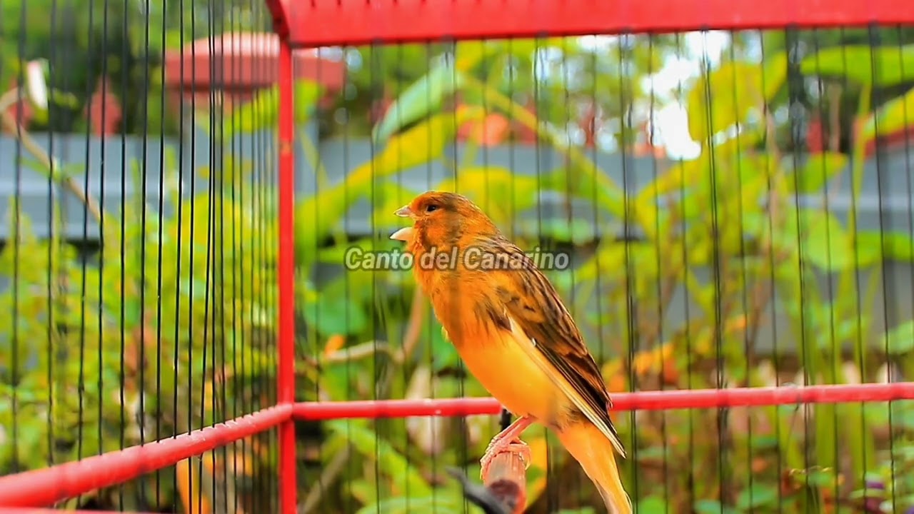 Canto del Canarino Forte e Naturale per Allenamento, Richiamo e Relax 10