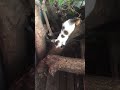 #ytshort #cat #shortvideo