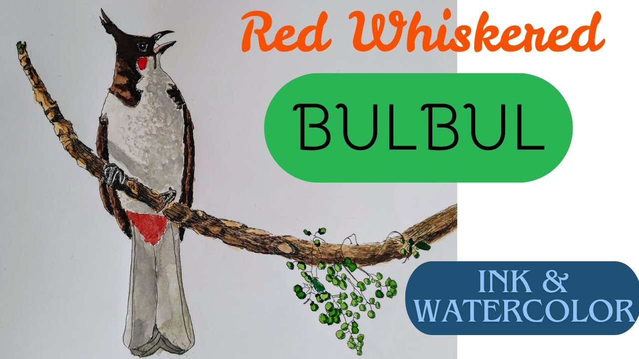 Red-Whiskered Bulbul - Painting Art - 