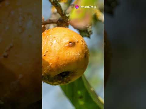من عاش بالمكر مات بالفقر