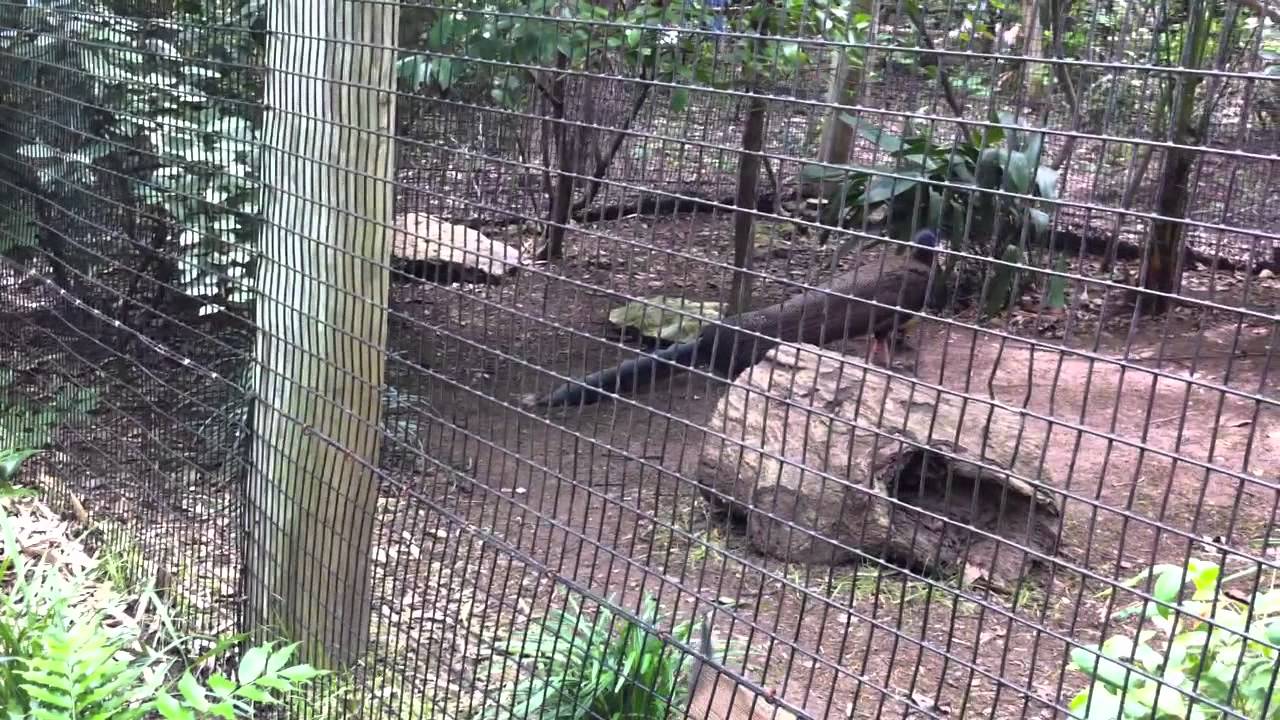 fort worth zoo - YouTube